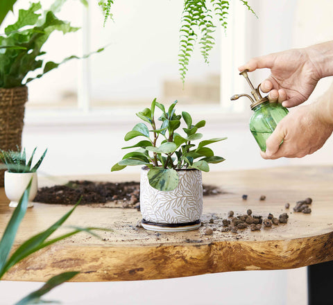 D'vine Dev drainage-hole close-up demonstrates water management for healthy indoor plants.