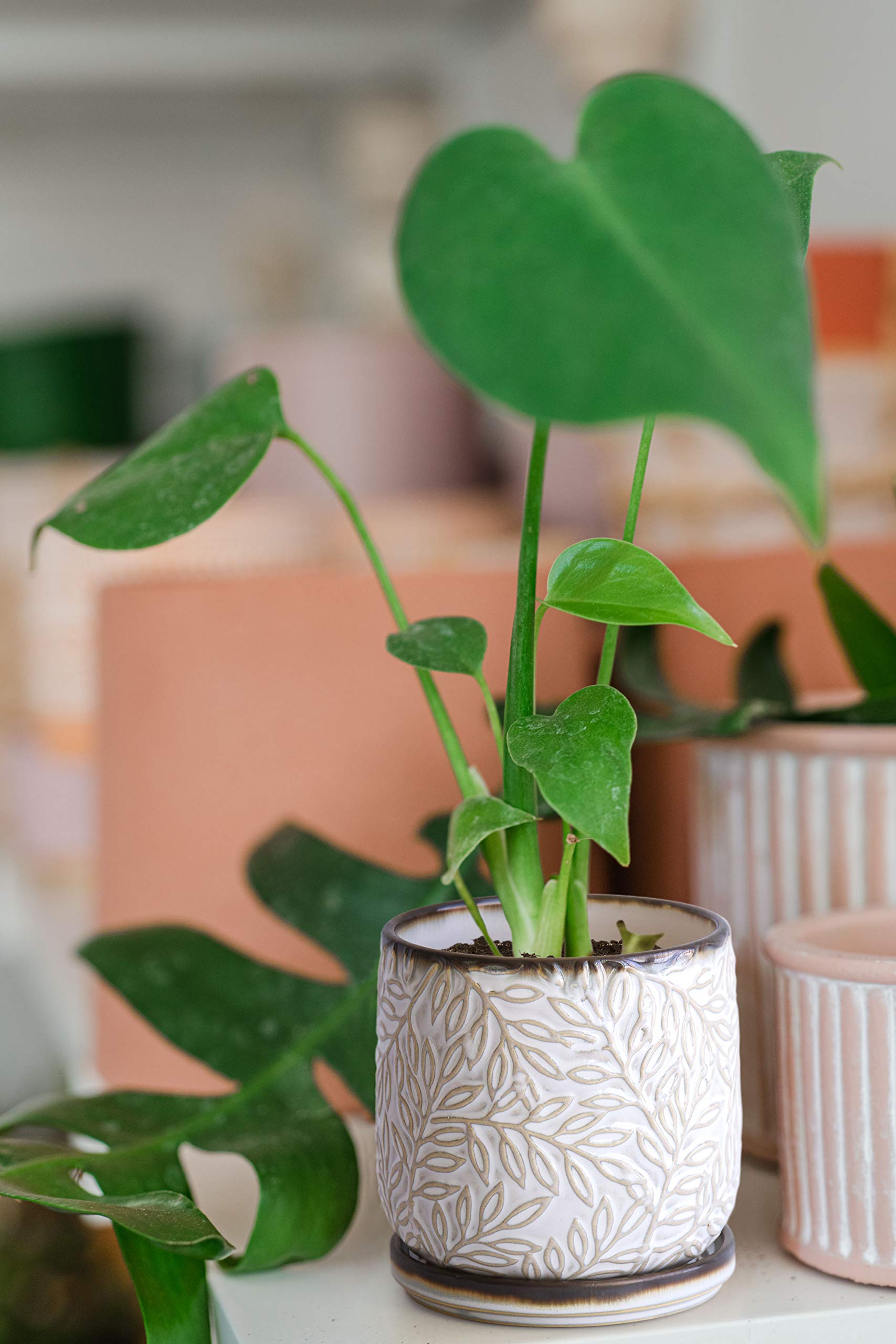 D'vine Dev indoor-use setup on windowsill shows versatile plant pairing.