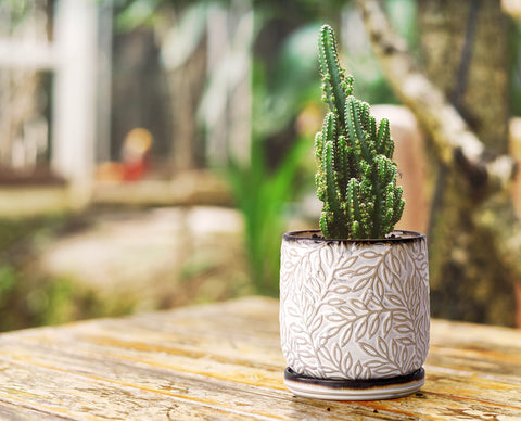 D'vine Dev 4-inch planter side angle emphasizes compact, space-saving design.