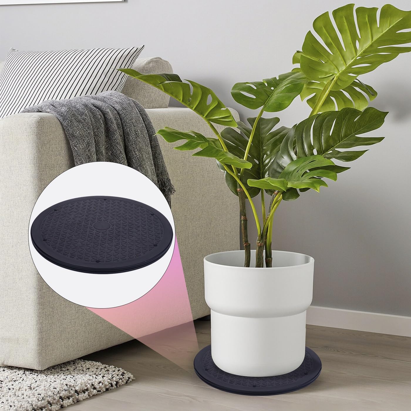 Eichzer plant rotation enables even sunlight exposure on windowsills
