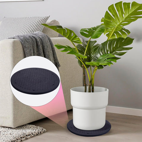 Eichzer plant rotation enables even sunlight exposure on windowsills