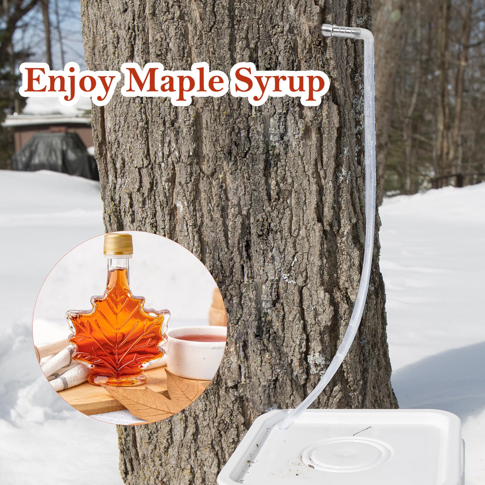 Feoang sap harvest in spring showing active use of taps