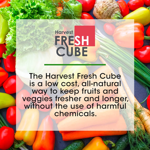 Two-pack Harvest Fresh Cube on a kitchen shelf signaling a six-month supply