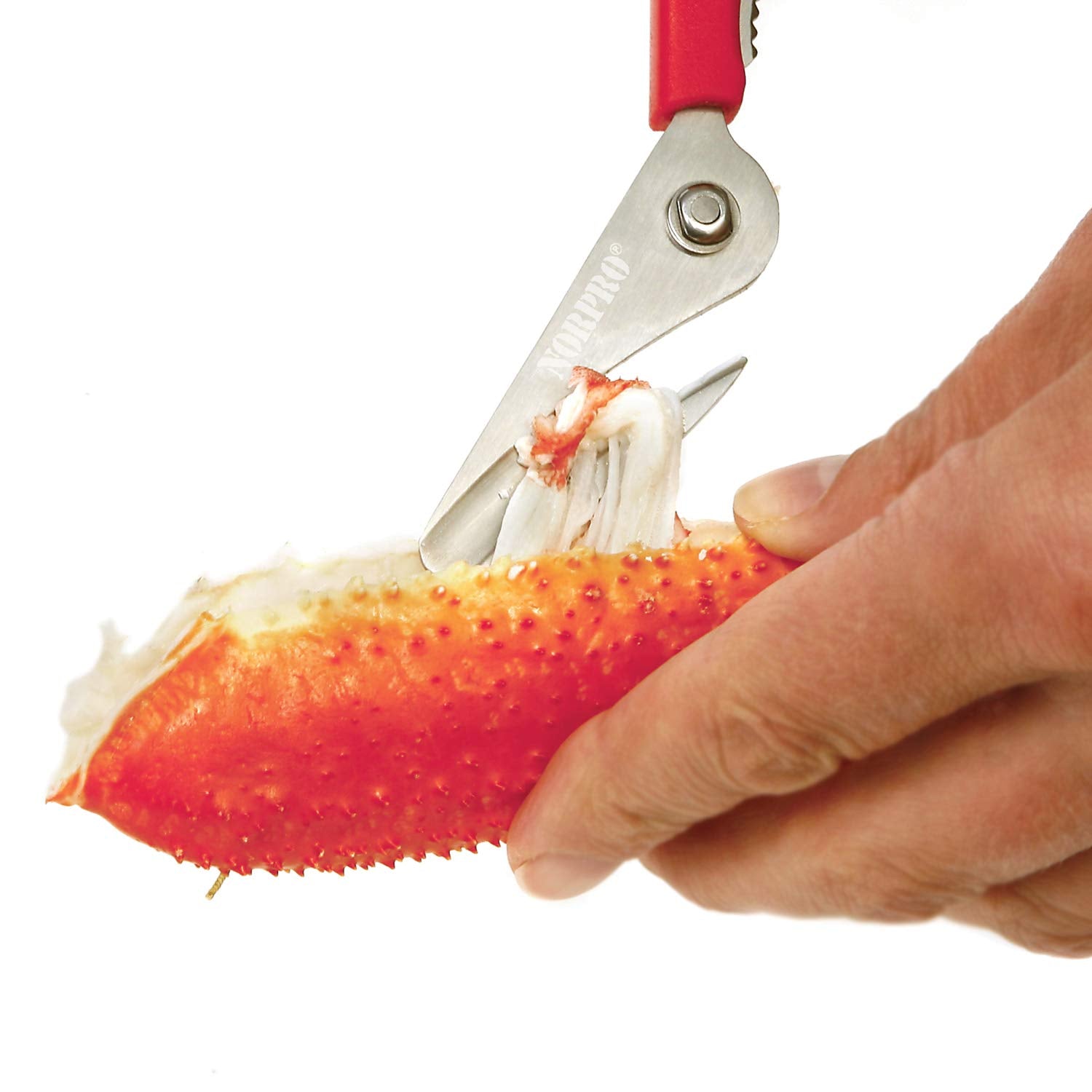 Norpro 6516 red seafood shears opening a small lobster claw