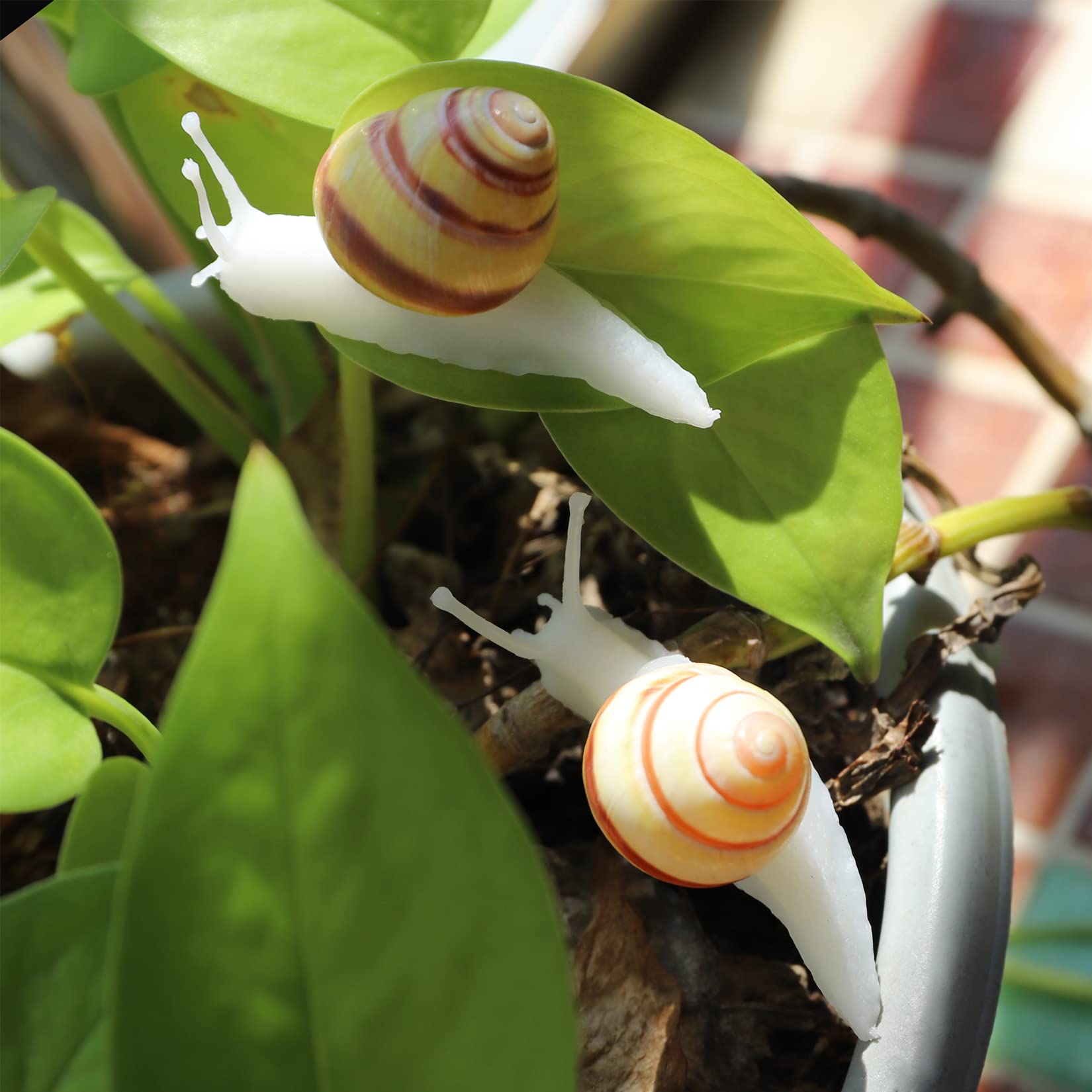 PPCLION snail-shell magnet closeup-shell-2 captures color variations for rustic vibe