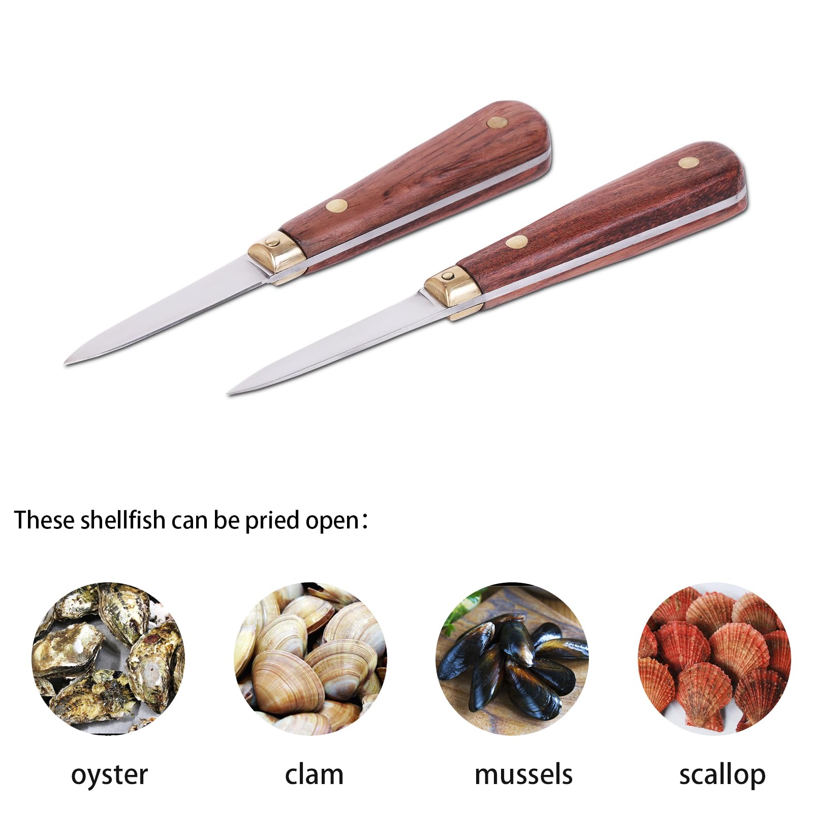 SPEENSUN shellfish tool opens various shellfish beyond oysters