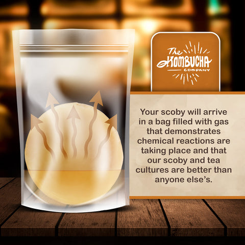 The Kombucha Company home brewing setup demonstrates beginner-friendly steps.