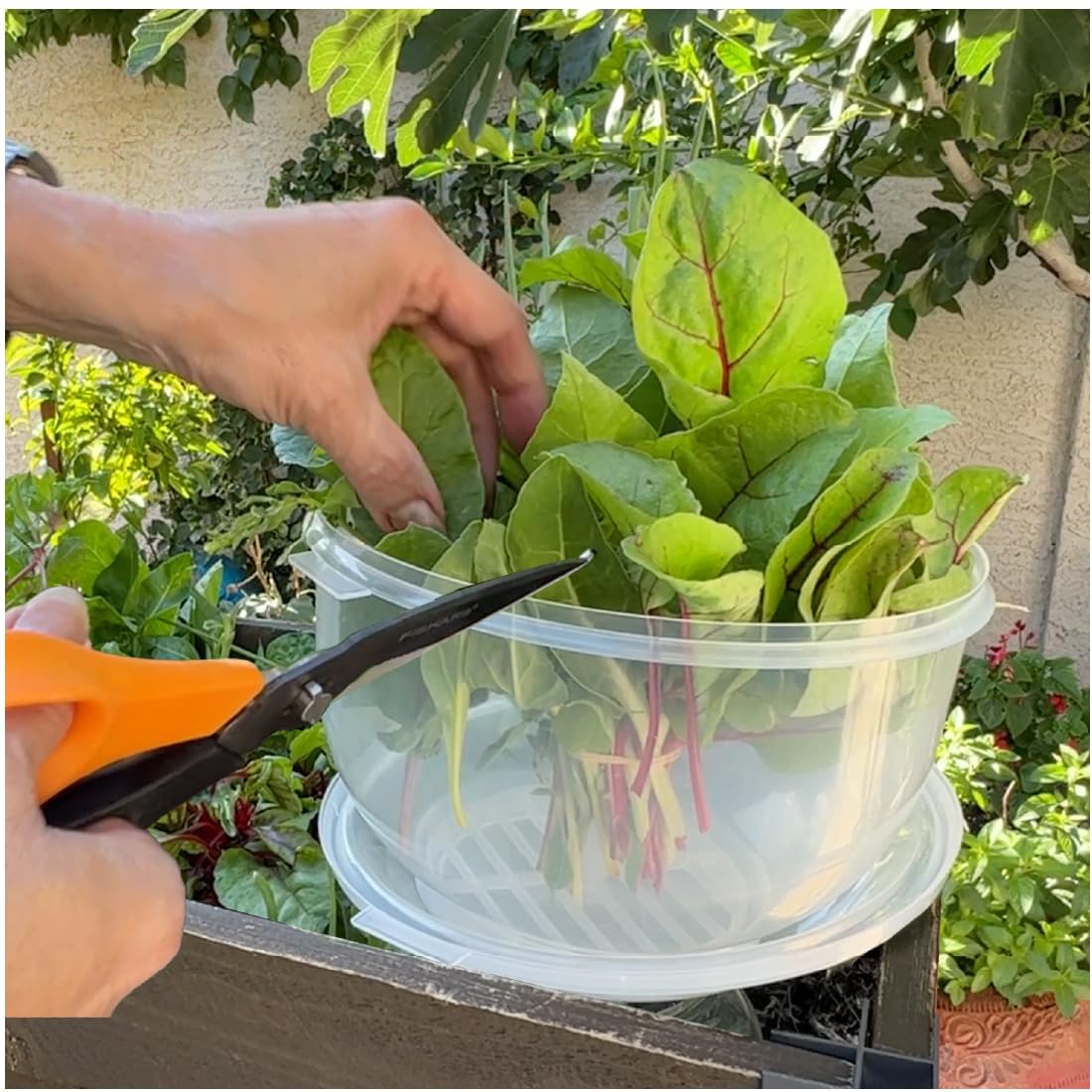 Trenton Gifts Lettuce and Vegetable Storage Keeper stackable design invites clutter-free shelves